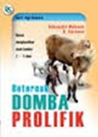 Beternak Domba Prolifik