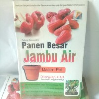 Panen Besar Jambu Air Dalam Pot